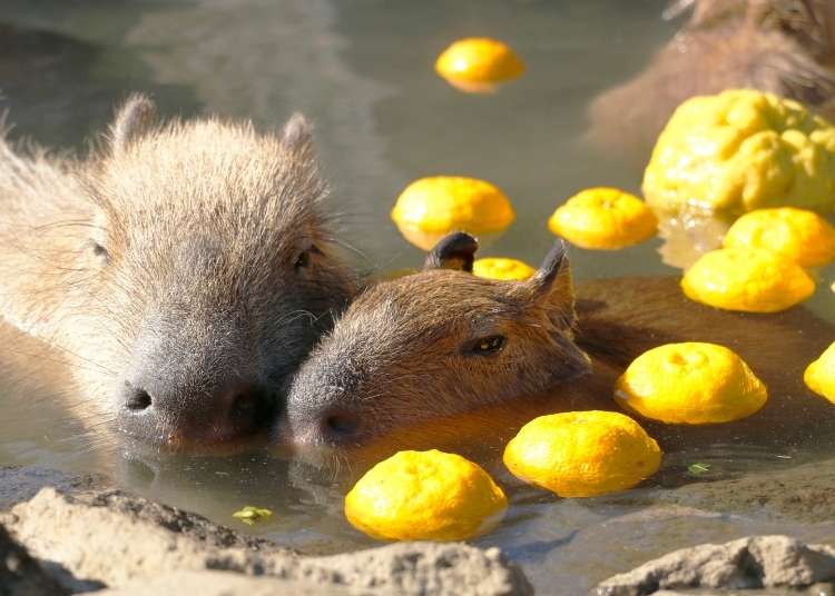 two capybara floating in a hotspring with lemons